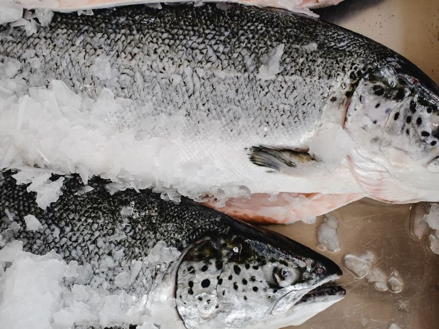 Pescados y mariscos